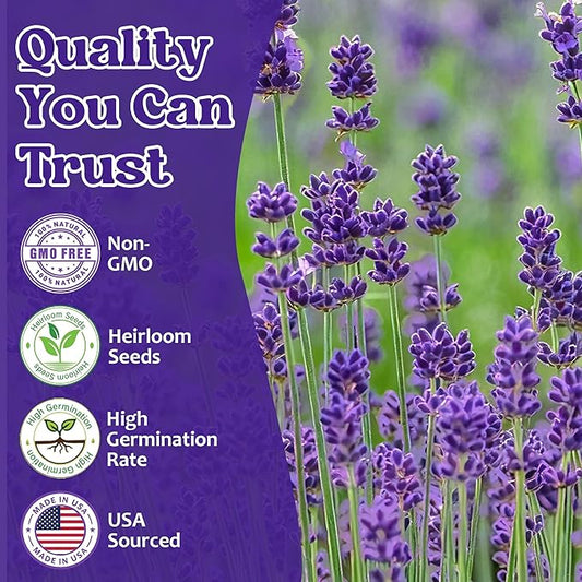 12000+ Perennial Lavender Seeds for Planting - Lavender Munstead Seed Non-GMO Heirloom Seeds Indoor or Outdoor Gardens, Culinary & Fragrant Pollinator Flower