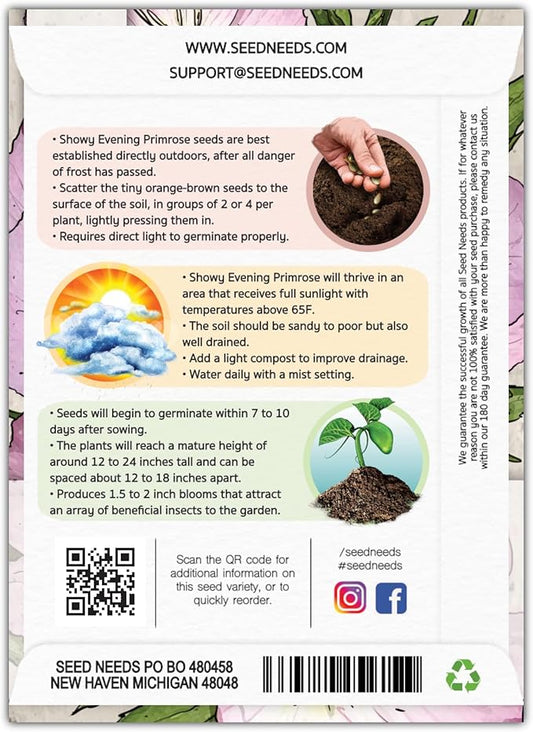 Seed Needs Showy Evening Primrose Seeds for Planting - Heirloom & Open Pollinated Perennial Flower Seed to Plant a Butterfly Garden (2 Packs)