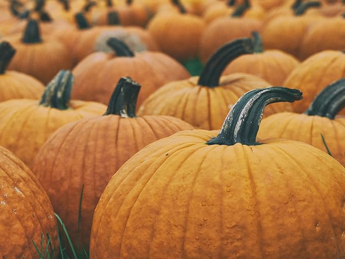 Park Seed Captain Jack Hybrid Pumpkin Seeds – Giant Tall Barrel-Shaped Variety for Carving, Baking, and Fall Displays, Deep Orange Flesh and Curved Handles, Easy to Grow in USA Gardens, Pack of 10