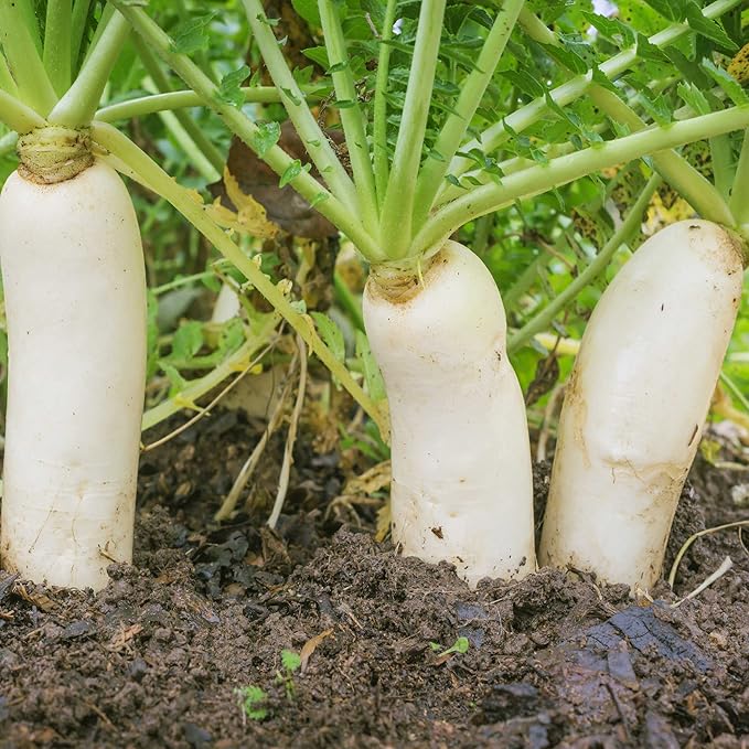 Outsidepride Annual Daikon Radish Seeds - 10 lbs. Chinese, Japanese, & Oriental Radish Seeds for Soil Health, Erosion Control, & Soil Aeration - Ideal for Gardens, Cover Crops, Pastures, & Food Plots