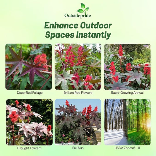 Outsidepride Bright Red Castor Bean Seeds - 15 Pcs Annual Quick-Growing Tropical Flower Seeds for Planting Vibrant Foliage & Colorful Blooms for Eye-Catching Borders, Gardens & Landscapes