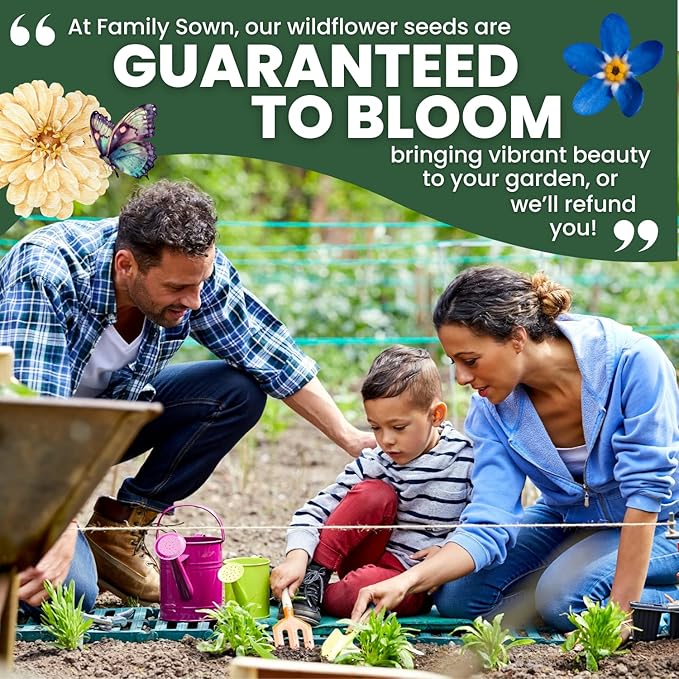 Chinese Forget Me Not – 800 Seeds for Planting – 2026 Season – 5 Grams