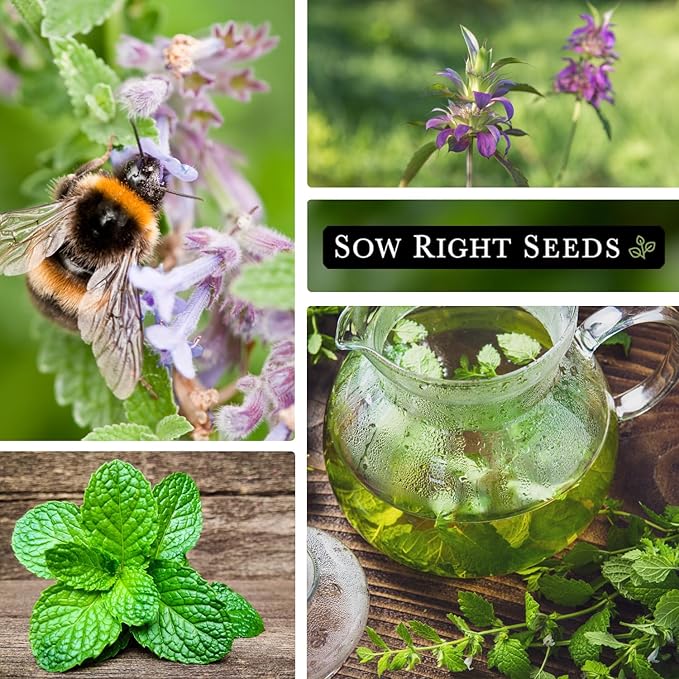 Sow Right Seeds - Mint Garden Seed Collection - Includes Common Mint, Catmint, Peppermint & More - Popular Non-GMO Heirloom Varieties for Planting Indoors or Outdoors - Herbal Teas, Drinks & Desserts