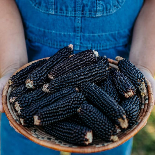 Dakota Black Popcorn - 50 Seeds - Heirloom & Open-Pollinated Variety, USA-Grown, Non-GMO Popcorn Seeds for Planting Outdoors in The Home Garden, Thresh Seed Company