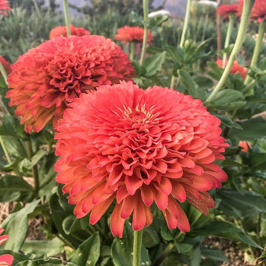 Plant Good Seed Organic Benary's Giant Coral Zinnia Seeds for Planting: Hot Weather Cut Flower, Double Stacked Blossoms - 100 Seed Packet