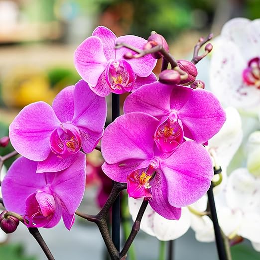 Perfect Orchid by Happy Nutrients 12 Oz Powder Fertilizer for Orchids & Acid Loving Plants - Premium Orchid Nutrients for Vibrant Blooms, Strong Roots, and Lush Foliage