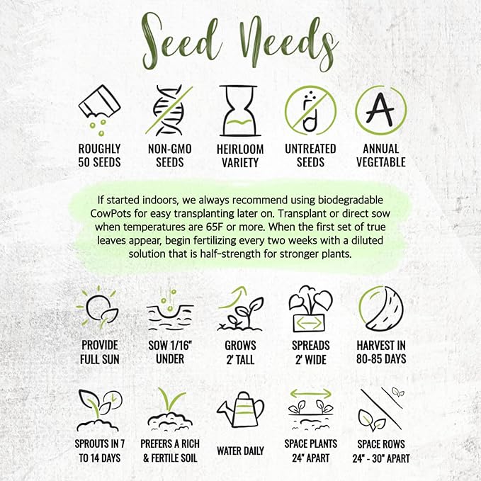 Seed Needs Grande Rio Verde Tomatillo Seeds for Planting - Non-GMO Heirloom & Untreated Vegetable Seed to Plant an Outdoor Home Grown Veggie Garden (2 Packs)