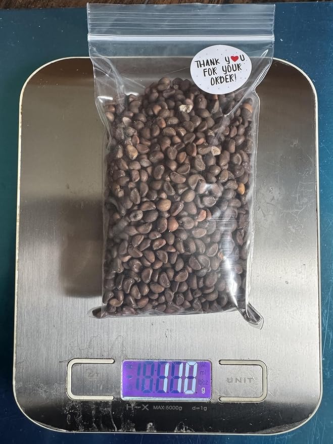 100g - 2000++ Hat Giong Rau Muong La TRE. Kong Xin CAI, Ong Choy Seeds, Kangkong Seeds 95% Germination Rate in The USA