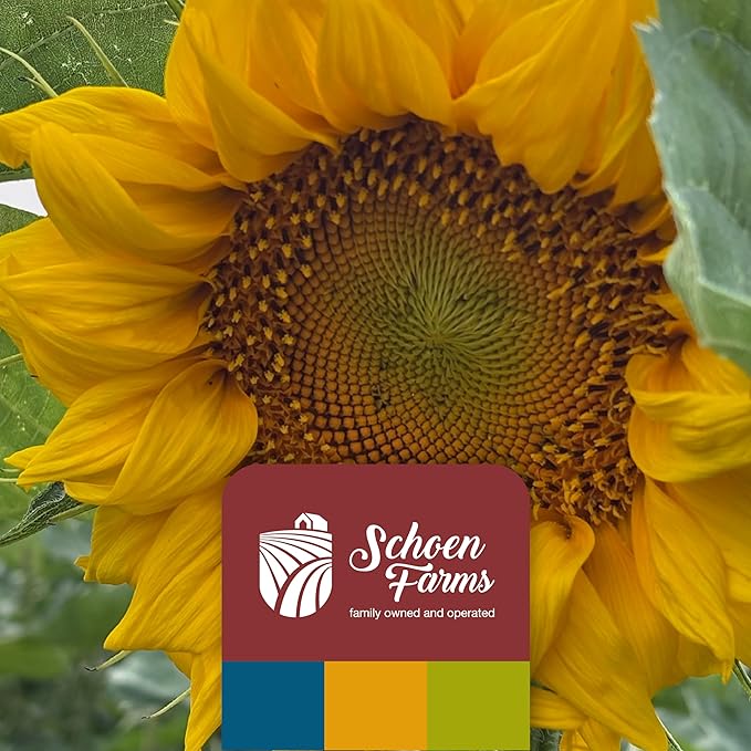 Schoen Farms Sunflower Kernels & Chips – 4 lb Bag – Hulled Sunflower Hearts Bird Seed – No-Mess Wild Bird Food for Finches, Chickadees & Cardinals