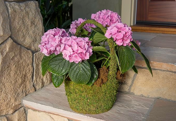 SuperMoss (55591) Vista Deco Moss Basket – Decorative Planter with Liner for Indoor & Outdoor Floral Arrangements – Ideal for Succulents, Orchids & Gifts, Small 4.5″ x 5.5″ x 8″, Fresh Green