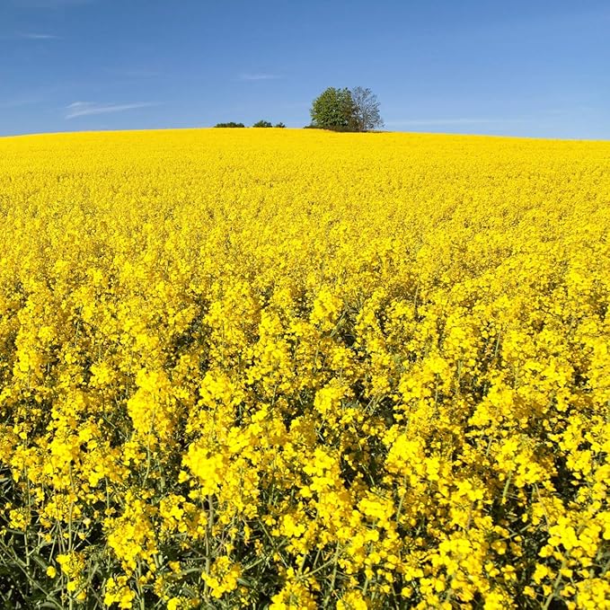 Outsidepride Trophy Forage Rape Seed - 50 Lbs Heat, Cold & Drought-Tolerant Brassica Food Plot Seed, Ideal for for Deer & Livestock Grazing, Fall Planting, Soil Improvement, & Erosion Control