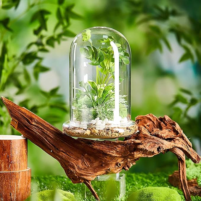2 Pcs 5.9 x 7.9 Inch Glass Terrarium Clear Terrarium Planter Container Glass Dome Cloche with Airhole and Base for Plant Flower Home Tabletop Display Centerpiece, Plants Not Included