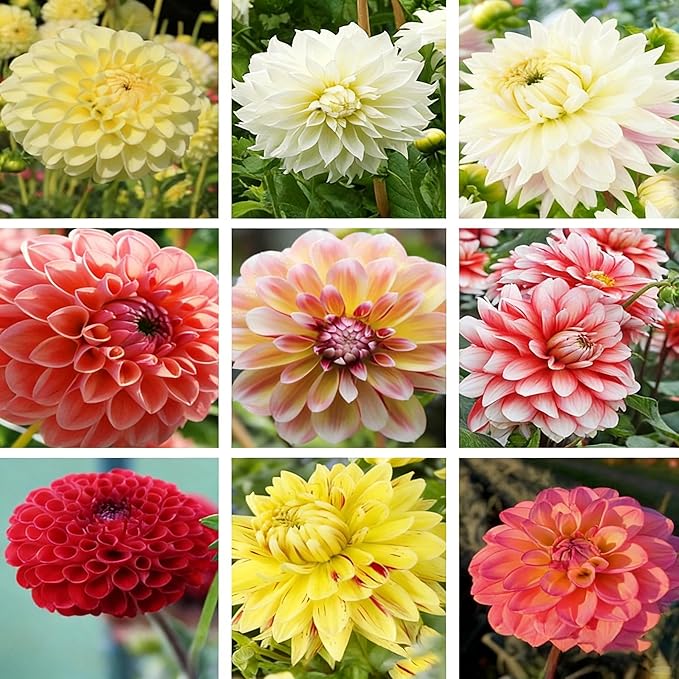 Mix Dahlia Seeds for Planting, 400pcs Rare Perennial Garden Dahlia Flower Seeds Non-GMO Heirloom Flower Plants, Beauty Home Garden for Outdoors