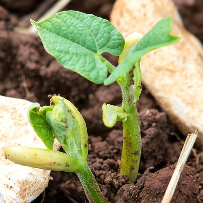 Seed Needs Bush Bean Seeds for Planting Slenderette Beans | 2 Ounce Non-GMO Heirloom & Untreated | Vegetable Seed to Grow an Outdoor Home Grown Veggie Garden | Bulk