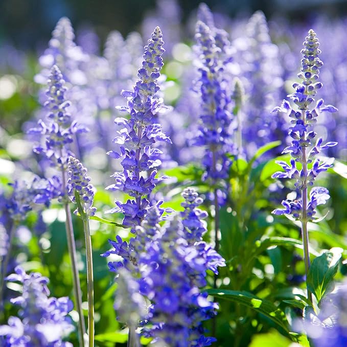 Outsidepride Blue Hyssop Seeds for Planting - 2000 Pcs Perennial Herb Garden Seeds with Fragrant Blooms Attractive to Pollinators, for Small Gardens, Containers, & Xeriscaping