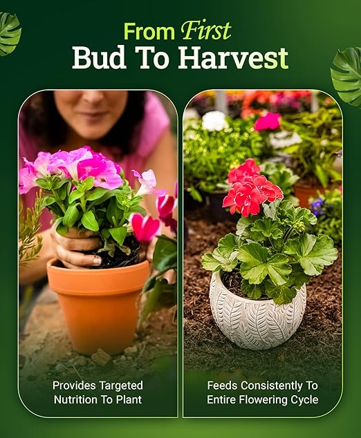 FoxFarm Cultivation Nation Bloom Fertilizer, 0-5-4 - Part 3 of FoxFarm 3-Part Feeding Program for Bud Development - Liquid Plant Food for Transition to Flowering and Harvest - 1 Gallon