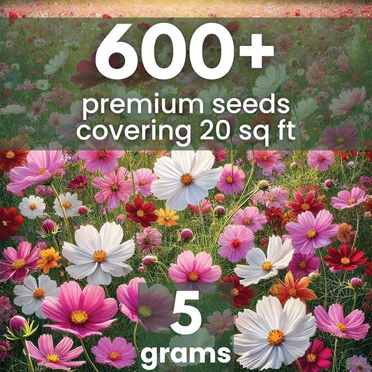 Crazy Cosmos Mix - Large 5g Envelope - 600 Flower Seeds for Planting - Cosmos bipinnatus