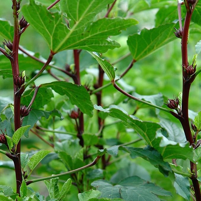 Palm Beach Medicinal Herbs - Red Roselle (Hibiscus sabdariffa) - Packet of 50 Seeds