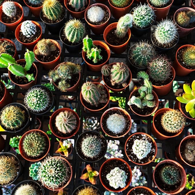 KINGLAKE 100 Pcs 2 Inch Plastic Plant Nursery Pots,Seed and Cutting Pots for Succulent Plants