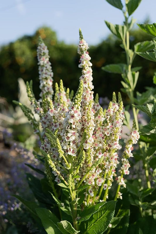 Plant Good Seed Organic Purple Throated Mullein Seeds for Planting: Medicinal Tea Herb, Pink and White Flowers - 250 Seed Packet
