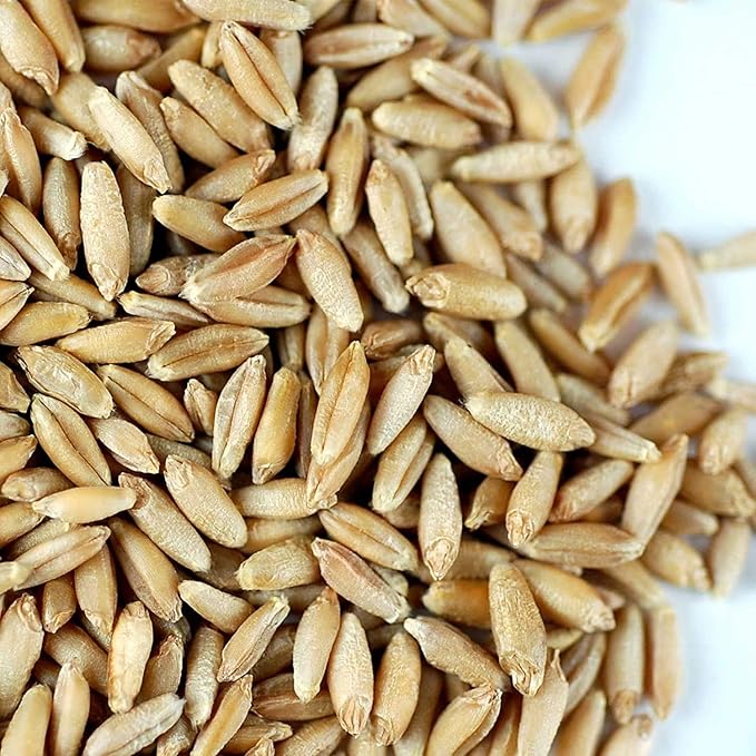 Organic Triticale Seeds- 2.5 Lbs- Triticale Grain Seed: Sprouting Sprouts, Cooking, Grind Flour, Food Storage & More