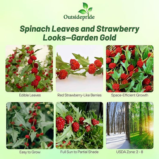 Outsidepride Strawberry Spinach Seeds - 5000 Pcs. Annual, Easy to Grow & Low Maintenance, Fruit Seeds for Planting Edible Foliage & Strawberry-Like Fruits for Pollinator Gardens & Erosion Control