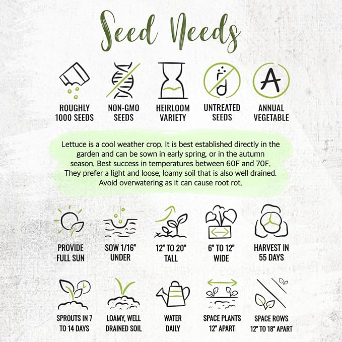 Seed Needs Romaine Lettuce Seeds for Planting Parris Island COS - Non-GMO Heirloom & Untreated Annual Cool Weather Crops - Grow a Home Grown Outdoor Vegetable Garden (5 Packs)