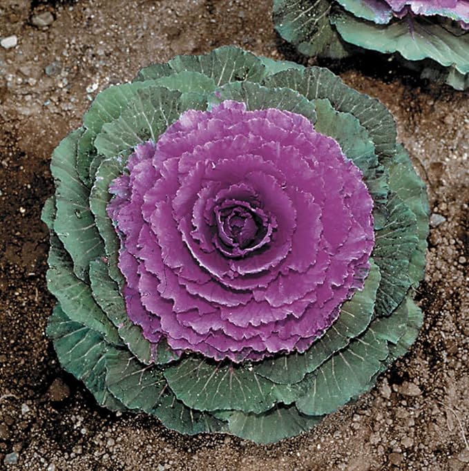 Park Seed Color Up Purple Hybrid Ornamental Cabbage Seeds, Easy to Grow Pack of 25
