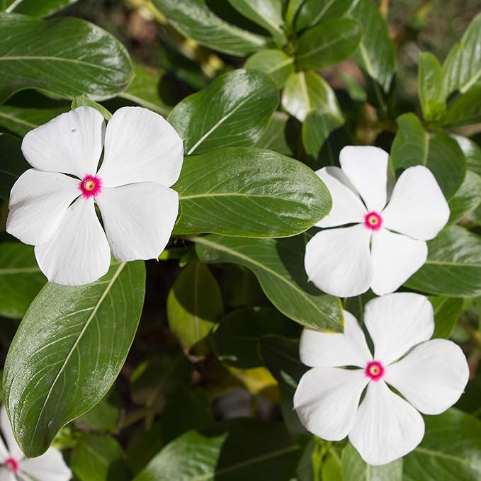 Outsidepride Bright Eyes Periwinkle Seeds for Planting – 2000 Pcs Annual, Fast-Blooming, Heat & Drought Tolerant Vinca Flower Seeds with Vibrant Colors Ideal for Gardens, Beds, Borders & Containers