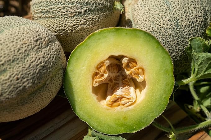 Plant Good Seed Organic Ice Cream Melon Seeds - Pack of 35, Heirloom Seeds for Planting Fruit, Vegetables - Gardening Supplies, Vegetable Garden - Non-GMO, Open Pollinated, from USA