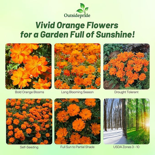 Outsidepride Mandarin Cosmos Sulphureus Seeds - 50 Pcs Annual, Pollinator-Friendly & Drought Tolerant Flower Seeds for Planting w/Vibrant Double Blooms for Low Maintenance Landscaping & Xeriscaping