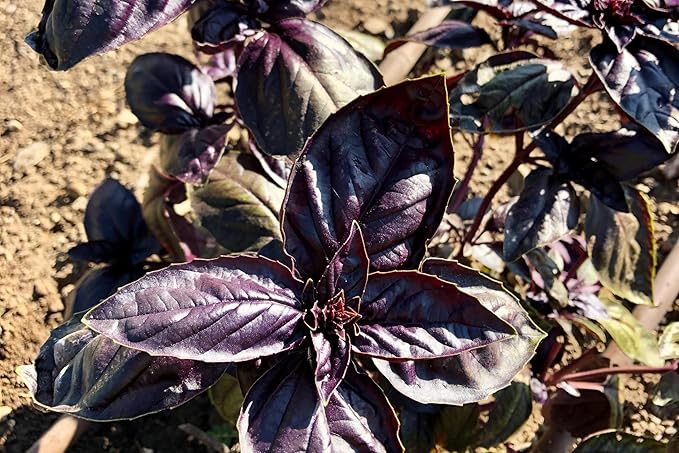 Plant Good Seed Amethyst Basil Seeds for Planting: Culinary Herb, Purple Leaves - 150 Seed Packet