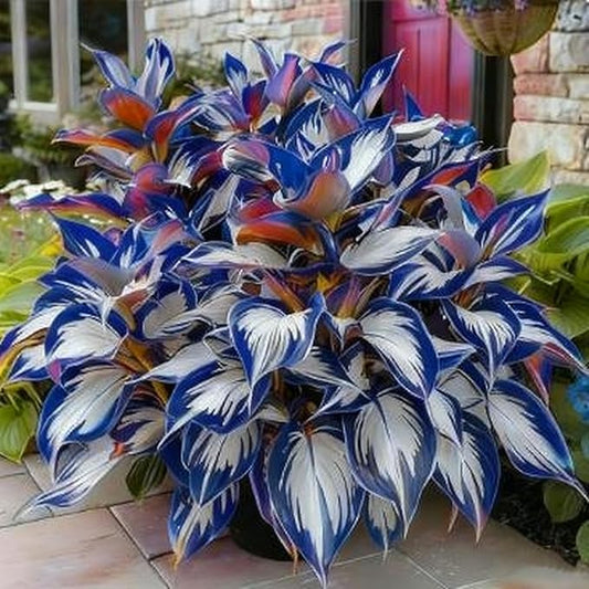200+ Hosta Seeds for Planting, Perennial Hosta Seed, Attract Pollinators, Non-GMO Beautiful Hosta Seeds for Bonsai Decoration, Home Garden