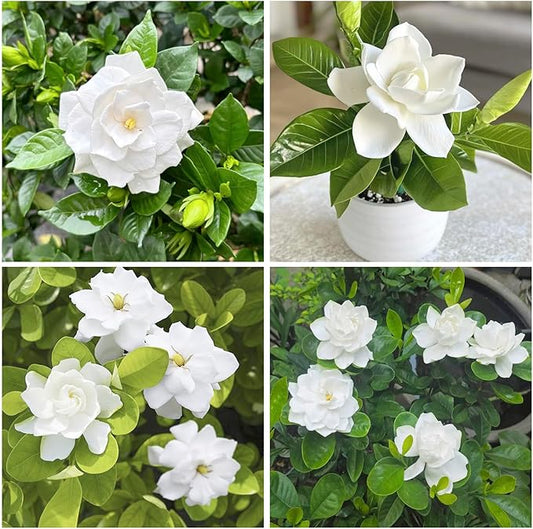 220+ Gardenia Seeds for Home Garden Planting, White Fragrant Flowers and Glossy Green Leaves, Attracts Butterflies and Bees