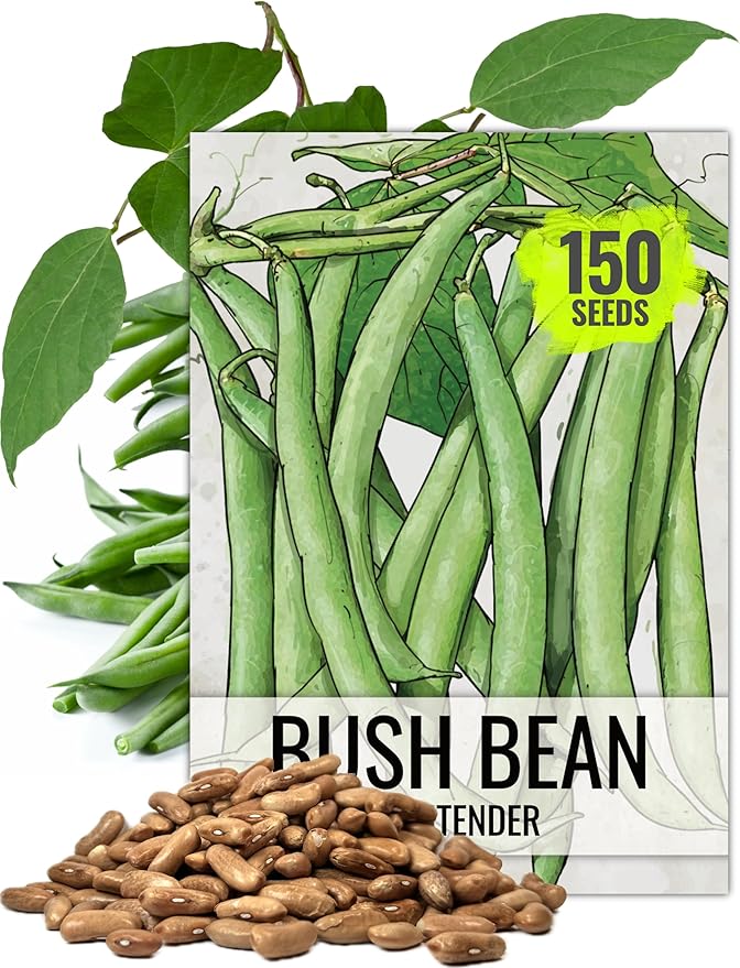 Seed Needs Bush Bean Seeds for Planting Contender Beans - Non-GMO Heirloom & Untreated Vegetable Seeds to Plant an Outdoor Home Grown Homestead Garden - Easy to Grow (Bulk)