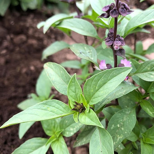 Plant Good Seed Organic Sweet Thai Basil Seed - Pack of 250, Heirloom Seeds for Planting Herbs - Gardening Supplies, Vegetables, Flower, Herb, Garden Seeds - Non-GMO, from USA