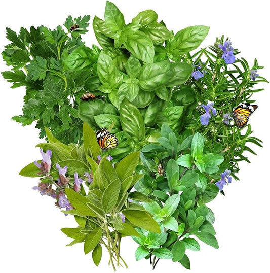 Seed Needs Italian Herb Seed Packet Collection (5 Individual Seed Varieties for Planting) Non-GMO & Untreated - Oregano, Basil, Rosemary, Sage and Parsley