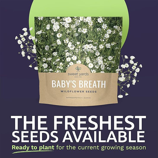 Showy Baby's Breath Seeds – Bulk Quarter Pound Bag – Over 80,000 Open Pollinated Non-GMO Wildflower Seeds – Gypsophila elegans – Quick Blooming White Flowers