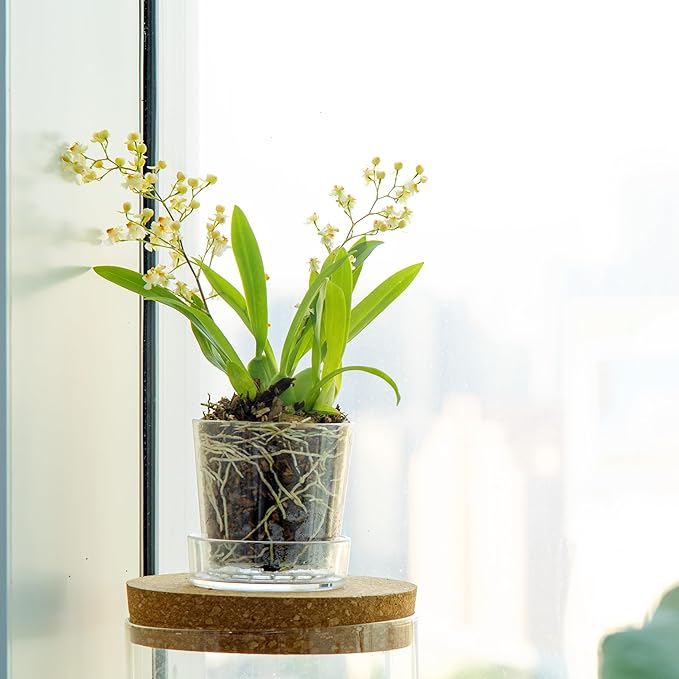 Phoenix Vine 3.5 Inch Clear Acrylic Planter Pot with Tray, Orchid Pot with Drainage Holes, Deep Saucer for Bottom Watering, Transparent Containers for Indoor Plants, Herbs, Set of 4, 91-A-D-4