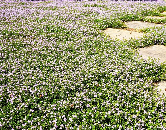1500 Pink Mix Creeping Thyme Seeds for Planting, Ground Cover Plants