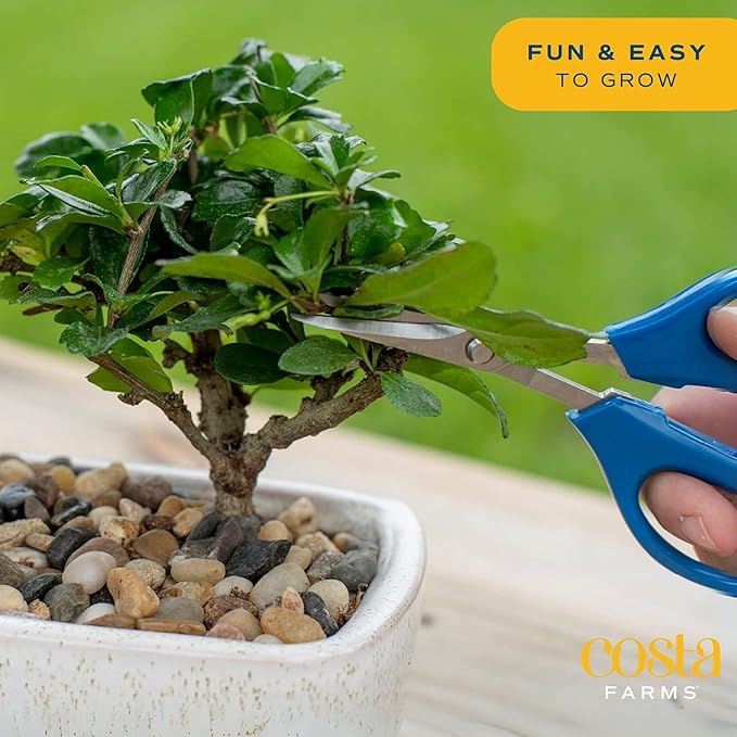 Costa Farms Bonsai Tree Kit, DIY Live Bonsai Tree Includes Tools, Potting Soil Mix, Plant Pot, Indoor Gardening, Birthday Gift, 10-Inches Tall