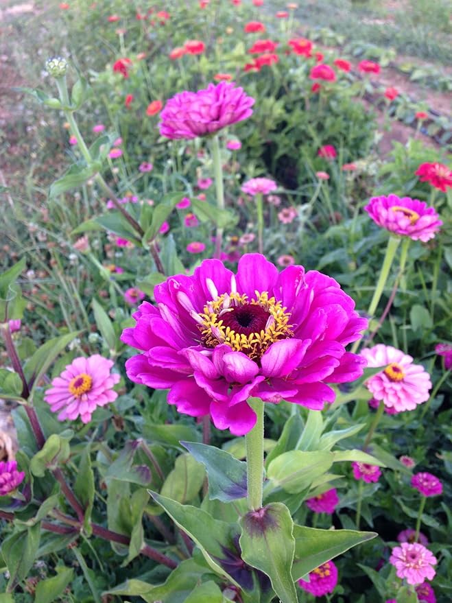 Plant Good Seed Organic Thumbelina Zinnia Seeds - Pack of 200, Heirloom Seeds for Planting Flowers - Gardening Supplies, Wildflower, Herb Garden, Flower Seeds to Plant Outside - from USA