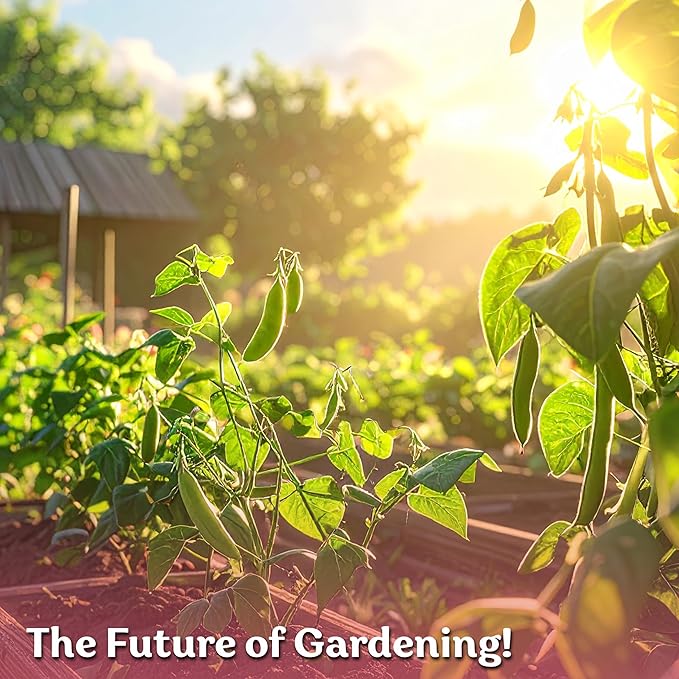 KVITER 75 California Black Eyed Peas Seeds for Planting (Vigna Unguiculata L.) — Cowpeas, Heirloom, Non GMO & Organic Peas, Field Peas, Heavy Yield — Vegetable Seeds for Outdoor Garden, Containers