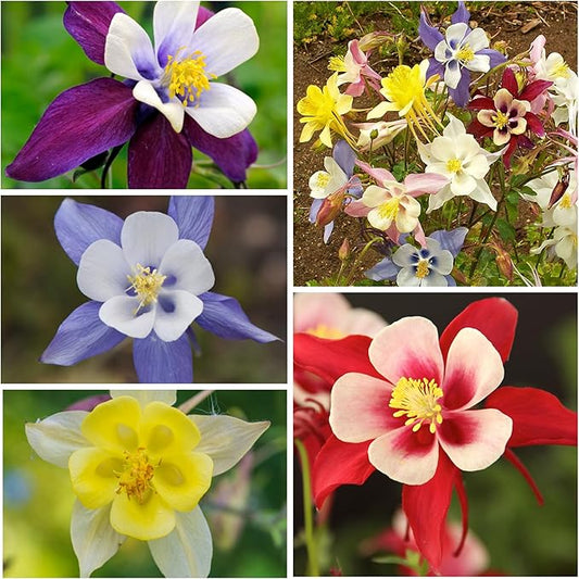 Seed Needs Giant Star Columbine Seeds for Planting Mckana's Mixture - Heirloom & Open Pollinated Colorful Flowers That Attract Pollinators/Butterflies (5 Packs)