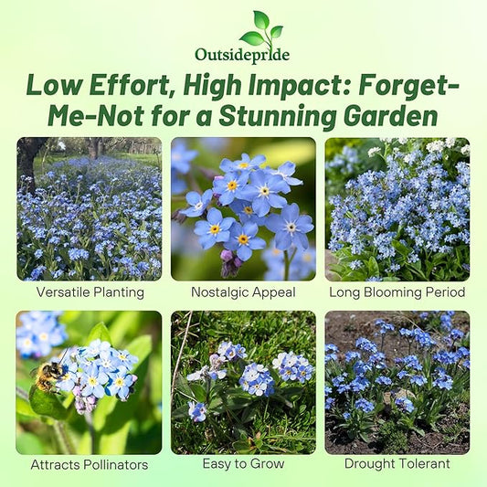 Outsidepride Blue Forget Me Not Seeds - 10000 Pcs Low Growing, Self-Sowing Perennial Flower Seeds for Planting Dense Blue Blooms & Upright Growth Habit for Meadows, Pollinator & Cottage Gardens