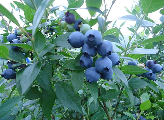 200 Pcs Blueberry Seeds for Planting
