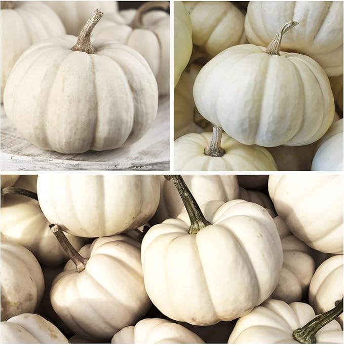 Seed Needs Pumpkin Seeds for Planting a Collection of Mini Pumpkins - Non-GMO Heirloom & Untreated Pumpkin Seed to Plant an Outdoor Pumpkin Patch - Baby Boo & Jack Be Little