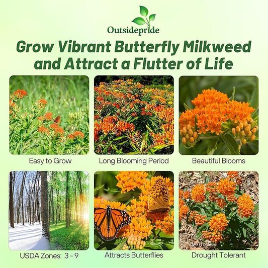 Outsidepride Butterfly Milkweed Seeds - 1000 Pcs Perennial, Heat & Humid Tolerant, Pollinator-Friendly Wildflower Seeds, Ideal for Monarch Butterflies, Cut Flowers, Borders, or Meadows