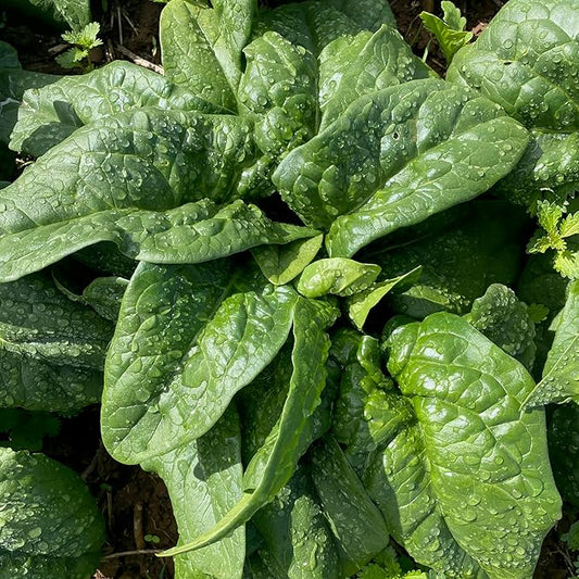 Plant Good Seed Organic Equinox Spinach Seeds - Pack of 300, Heirloom Seeds for Planting Vegetables - Gardening Supplies, Vegetable Garden - Non-GMO, Open Pollinated, from USA