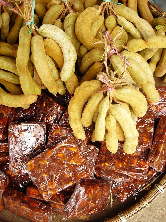TomorrowSeeds - Tamarind Tree Seeds - 15+ Count - for 2026 Planting Tamarindus Indica Tamarindo Indian Date Imli Assam Asam Java Sweet Sour Pulp Tropical Fruit Trees Perennial Grow Your Own Home Farm